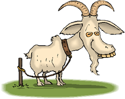 Drawing:  Farmer's Goat